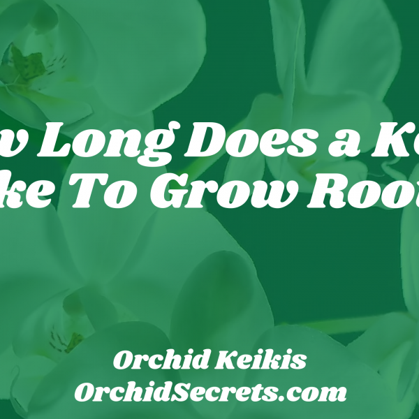 How Long Does a Keiki Take To Grow Roots? — Orchid Secrets