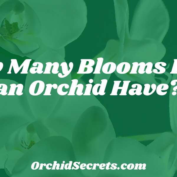 How Many Blooms Does an Orchid Have? — Orchid Secrets