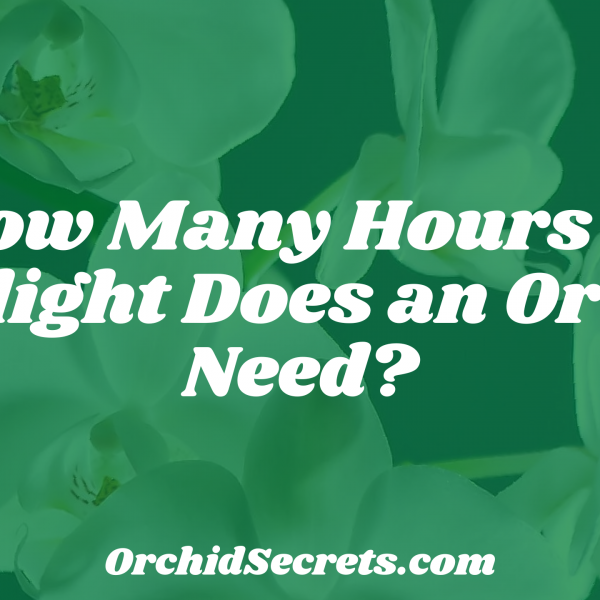 How Many Hours of Daylight Does an Orchid Need? — Orchid Secrets