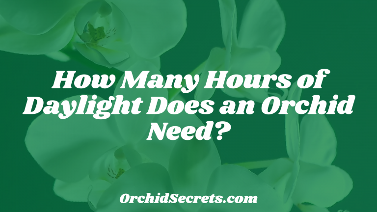 How Many Hours of Daylight Does an Orchid Need? — Orchid Secrets