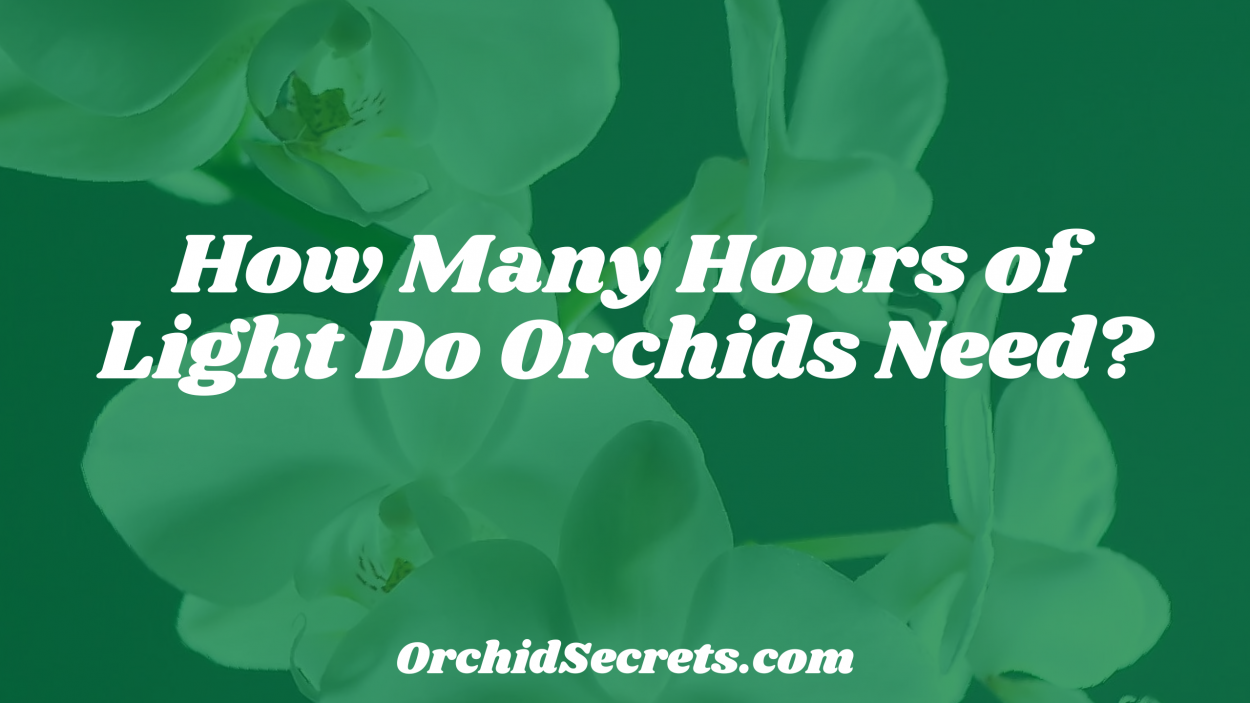 How Many Hours of Light Do Orchids Need? — Orchid Secrets