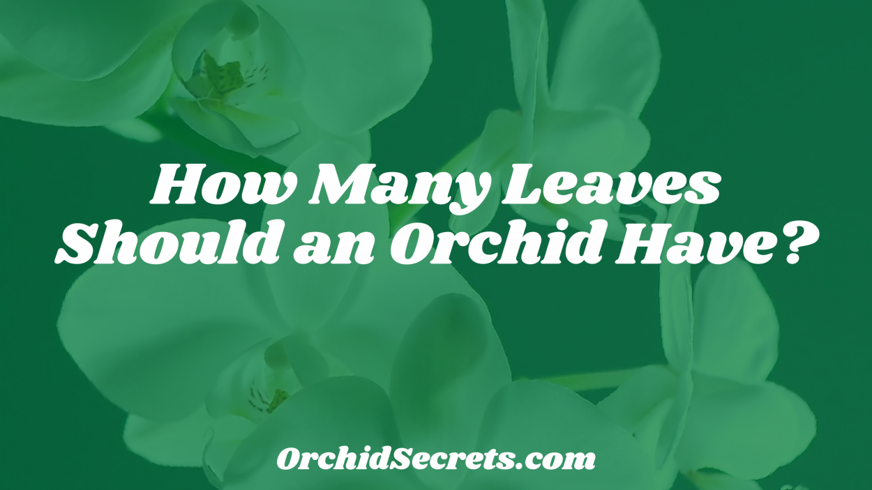 How Many Leaves Should an Orchid Have? — Orchid Secrets