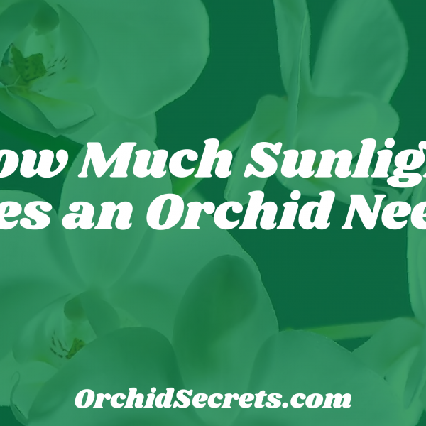 How Much Sunlight Does an Orchid Need? — Orchid Secrets