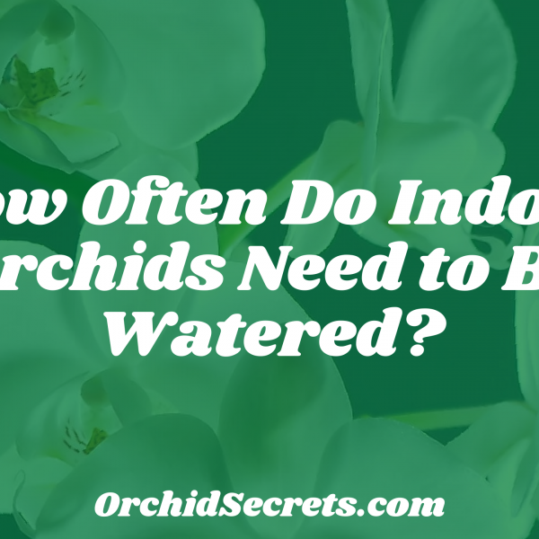 How Often Do Indoor Orchids Need to Be Watered? — Orchid Secrets