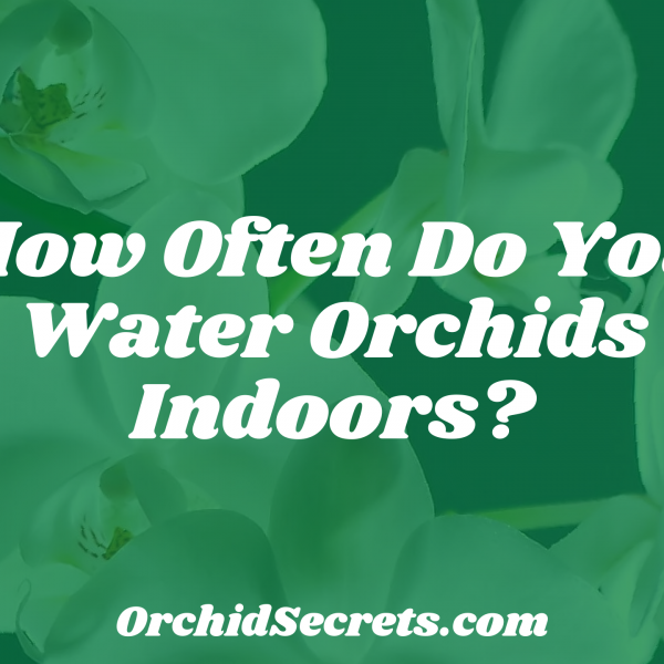 How Often Do You Water Orchids Indoors? — Orchid Secrets
