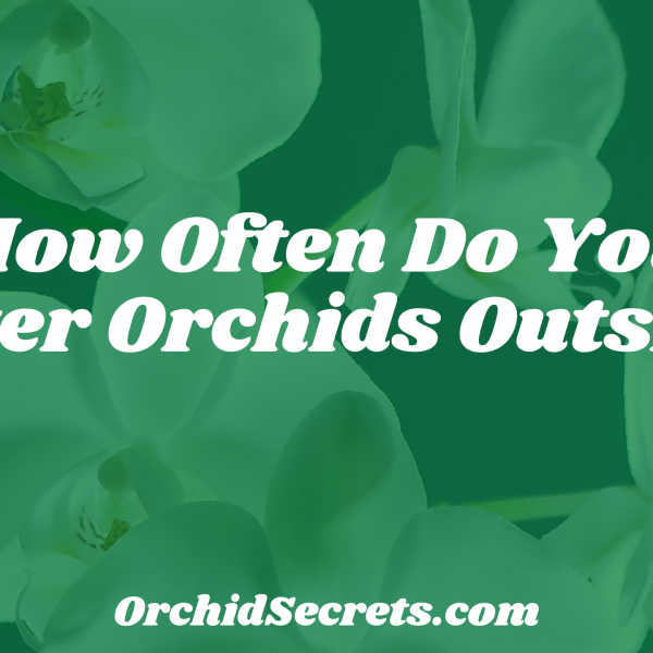 How Often Do You Water Orchids Outside? — Orchid Secrets
