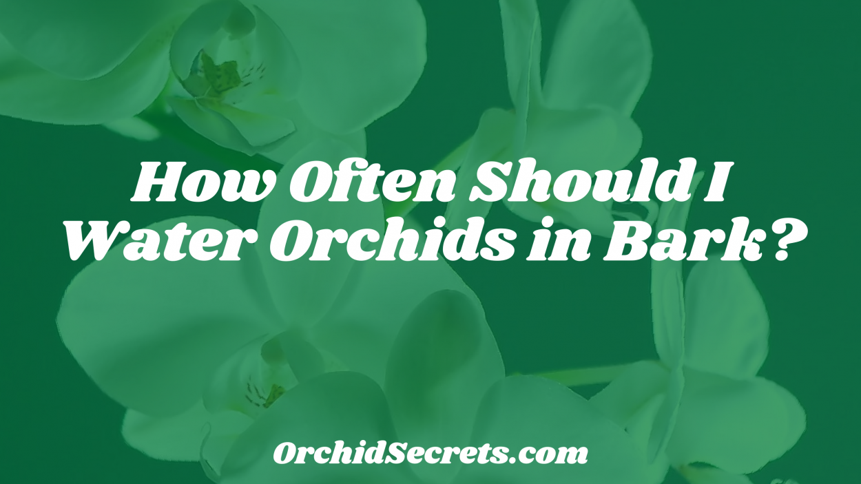 How Often Should I Water Orchids in Bark? — Orchid Secrets