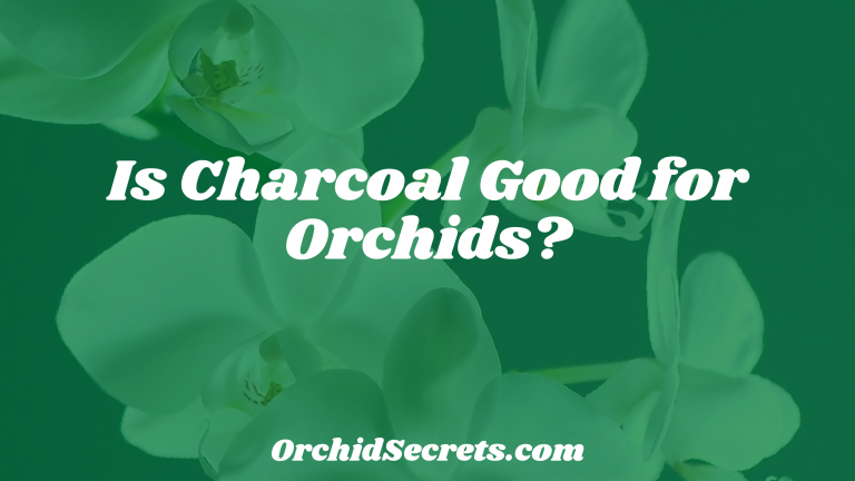 Is Charcoal Good for Orchids? — Orchid Secrets