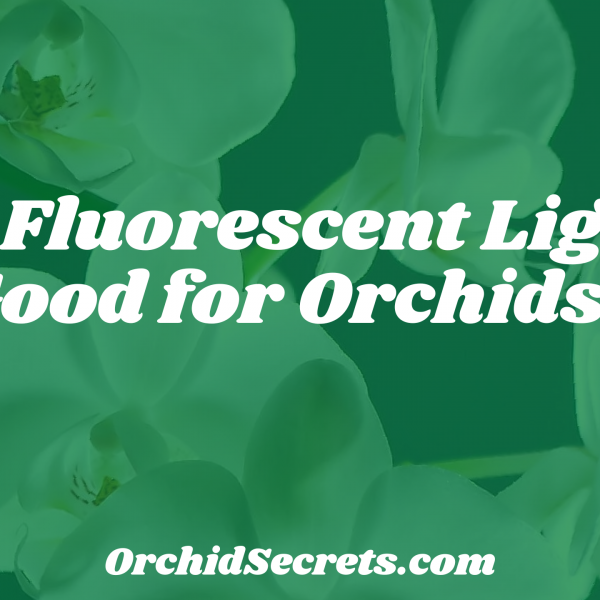 Is Fluorescent Light Good for Orchids? — Orchid Secrets