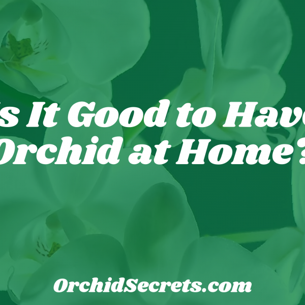 Is It Good to Have Orchid at Home? — Orchid Secrets
