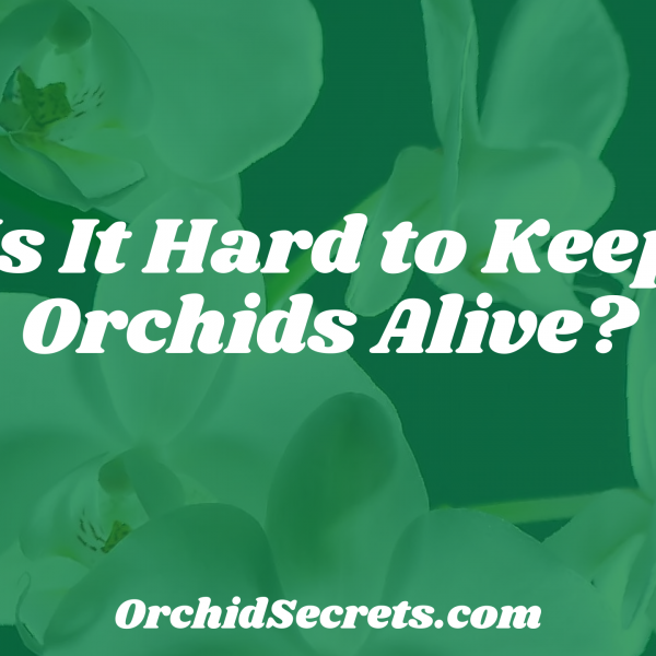Is It Hard to Keep Orchids Alive? — Orchid Secrets