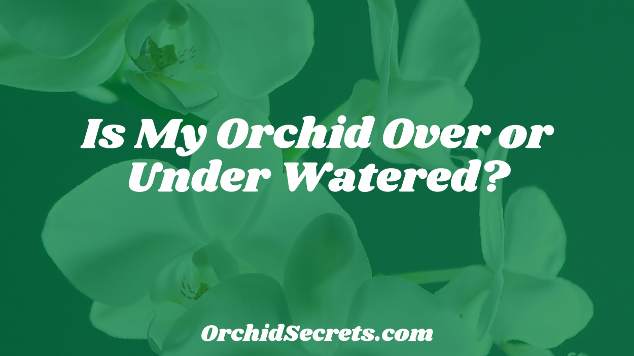 Is My Orchid Over or Under Watered? — Orchid Secrets