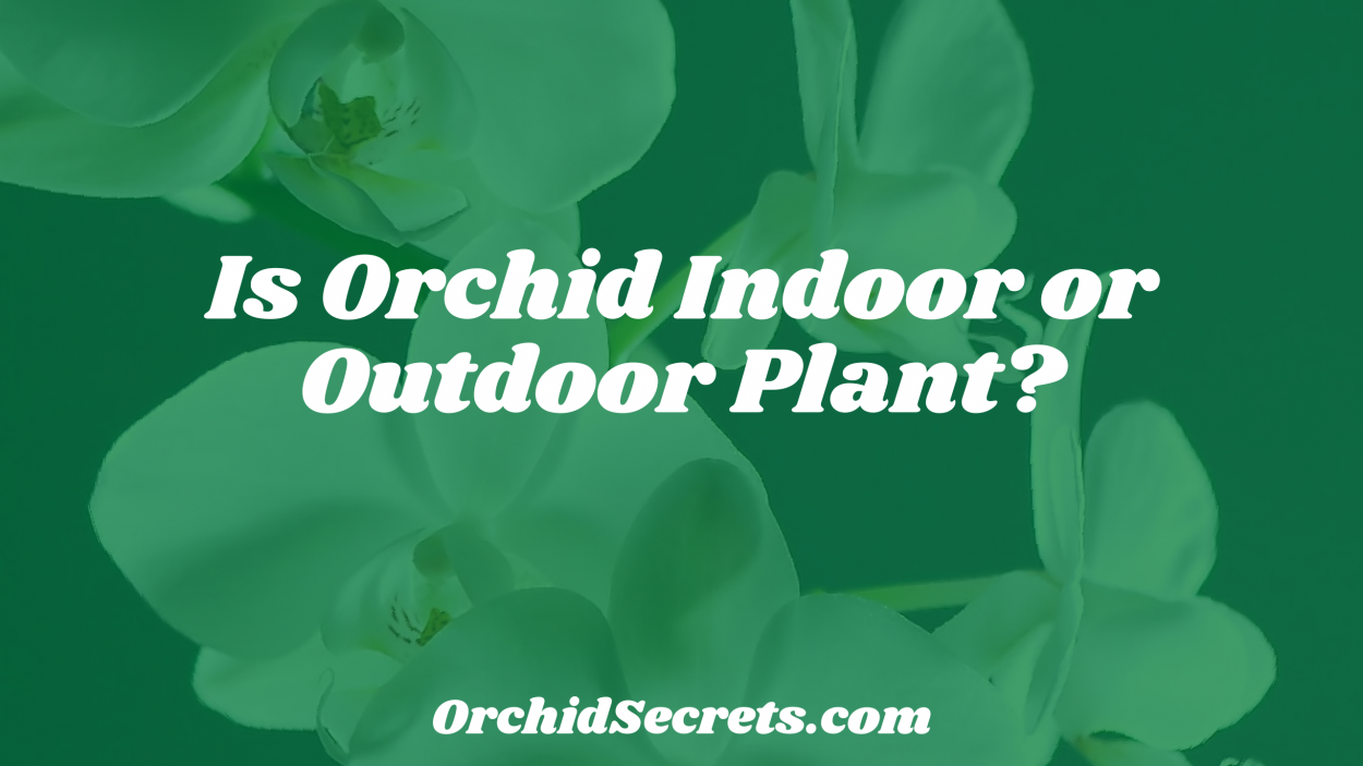 Is Orchid Indoor or Outdoor Plant? — Orchid Secrets