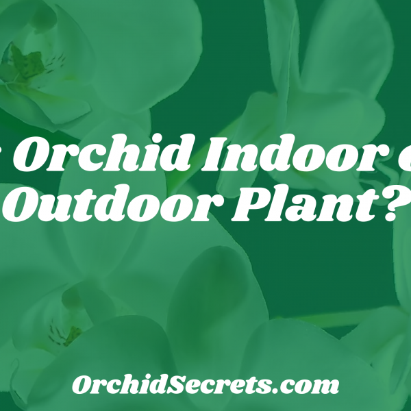 Is Orchid Indoor or Outdoor Plant? — Orchid Secrets