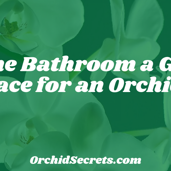 Is the Bathroom a Good Place for an Orchid? — Orchid Secrets