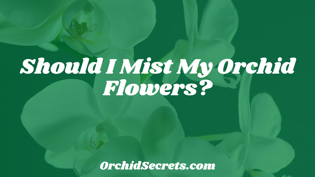 Should I Mist My Orchid Flowers? — Orchid Secrets