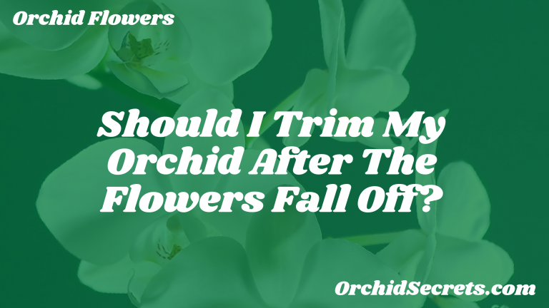 Should I Trim My Orchid After The Flowers Fall Off? — Orchid Secrets