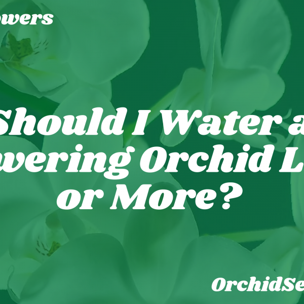 Should I Water a Flowering Orchid Less or More? — Orchid Secrets