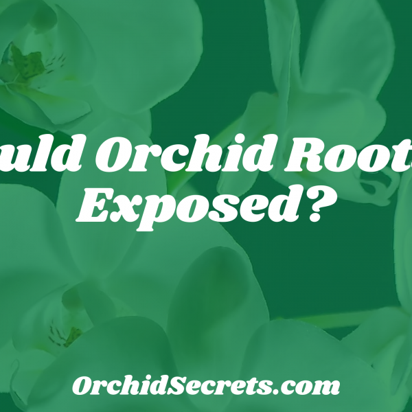 Should Orchid Roots Be Exposed? — Orchid Secrets