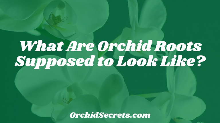 What Are Orchid Roots Supposed to Look Like? — Orchid Secrets