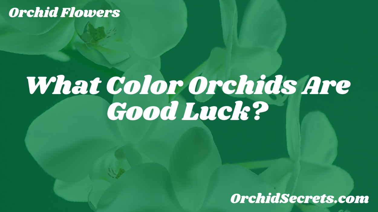 What Color Orchids Are Good Luck? — Orchid Secrets