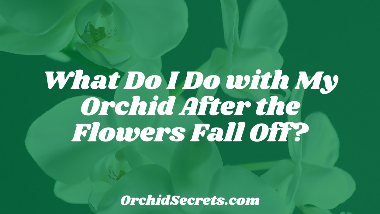 What Do I Do with My Orchid After the Flowers Fall Off? — Orchid Secrets
