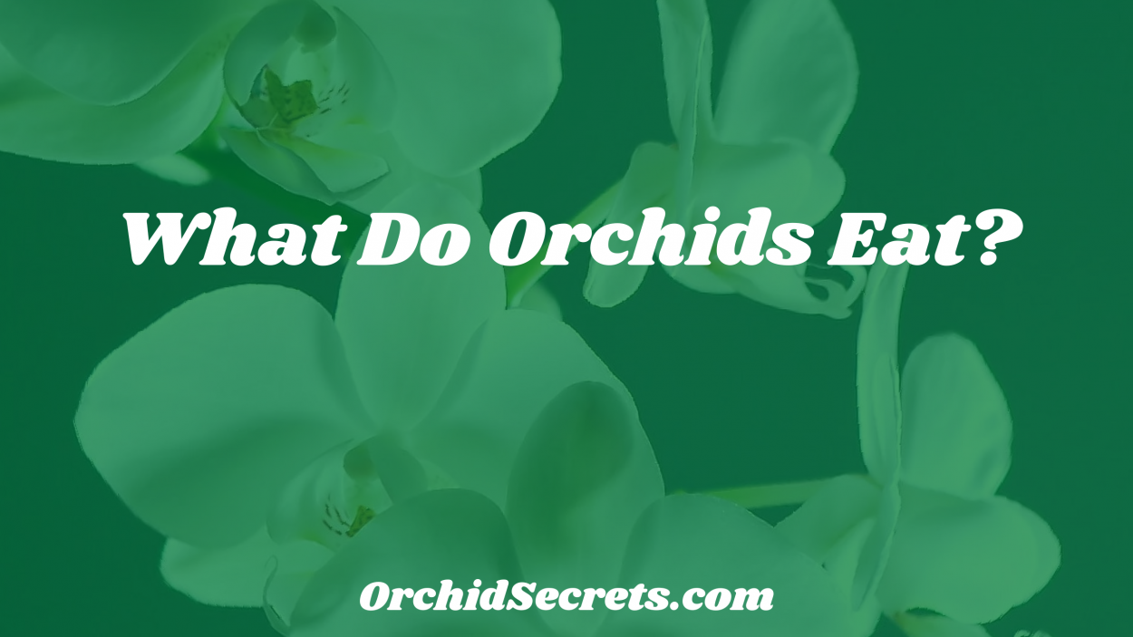 What Do Orchids Eat? — Orchid Secrets