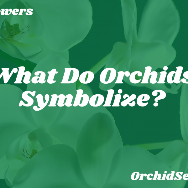 What Do Orchids Symbolize? — Orchid Secrets