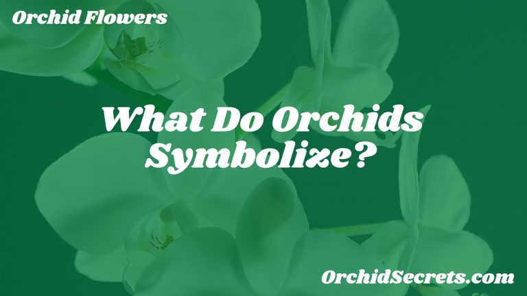 What Do Orchids Symbolize? — Orchid Secrets