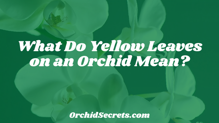 What Do Yellow Leaves on an Orchid Mean? — Orchid Secrets