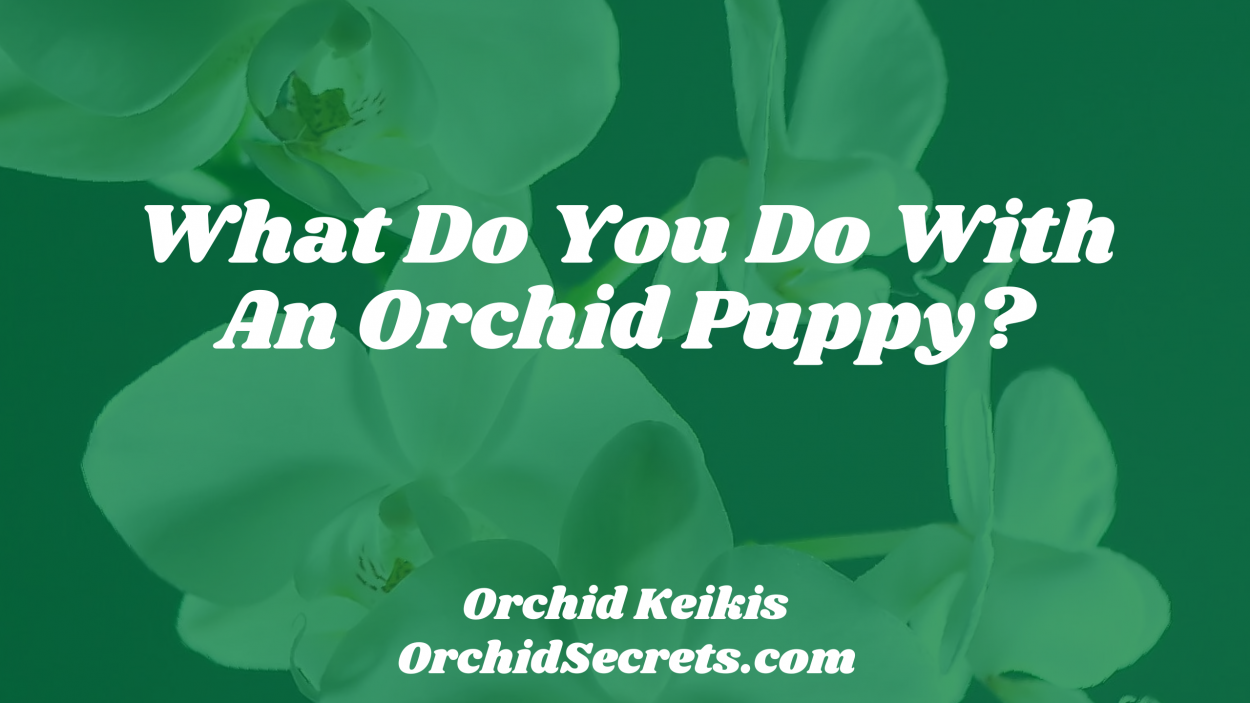 What Do You Do With An Orchid Puppy? — Orchid Secrets