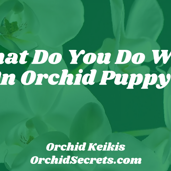 What Do You Do With An Orchid Puppy? — Orchid Secrets