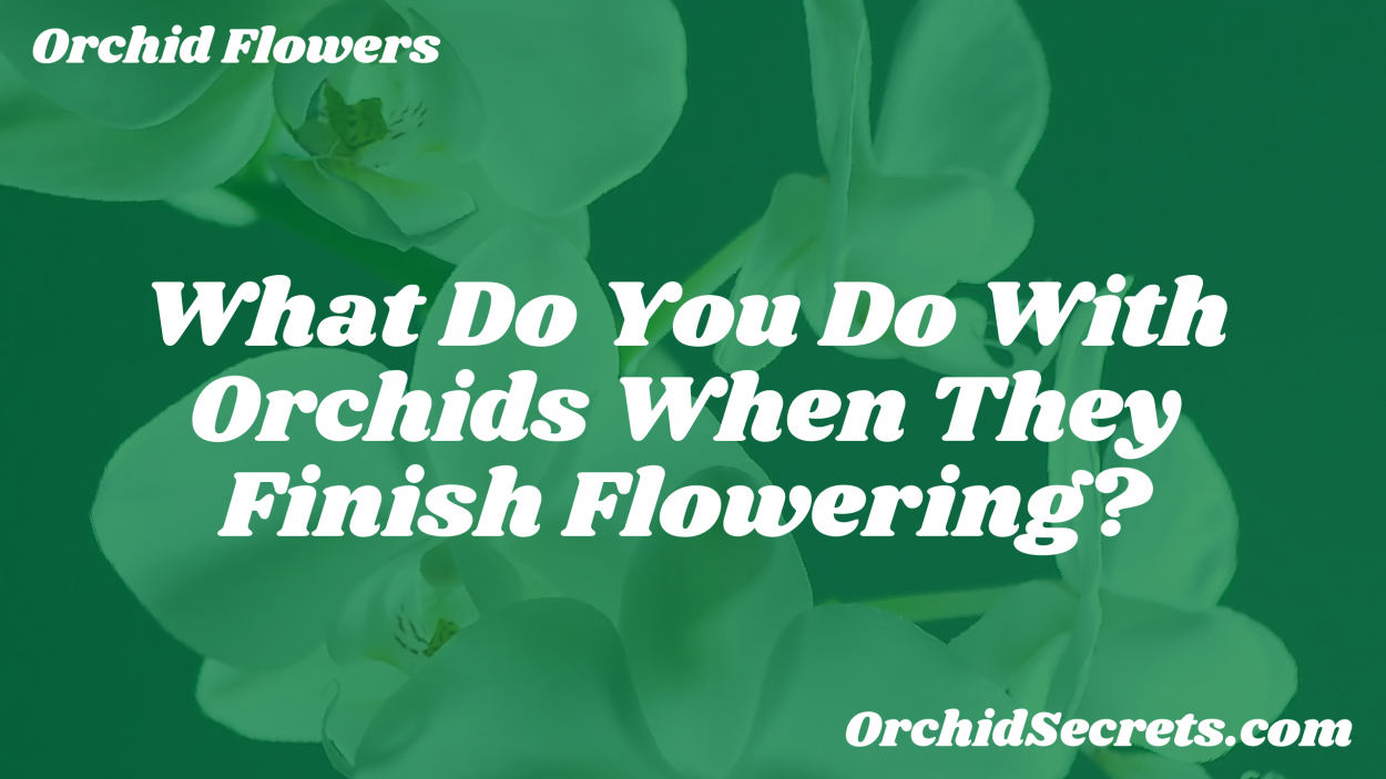 What Do You Do With Orchids When They Finish Flowering? — Orchid Secrets