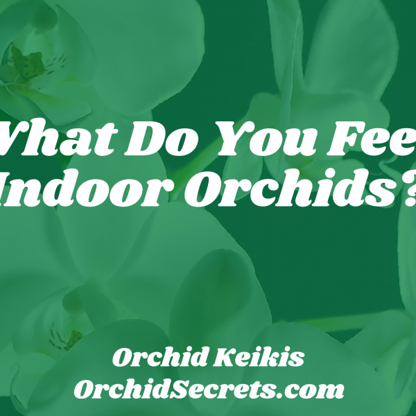 What Do You Feed Indoor Orchids? — Orchid Secrets