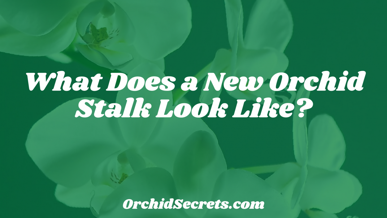 What Does a New Orchid Stalk Look Like? — Orchid Secrets