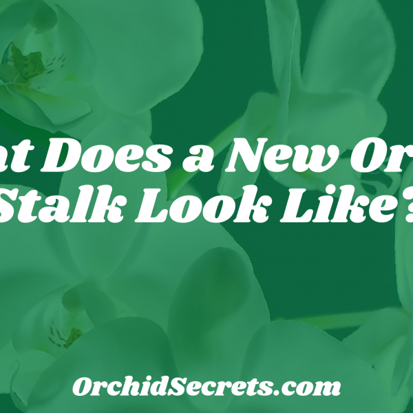What Does a New Orchid Stalk Look Like? — Orchid Secrets