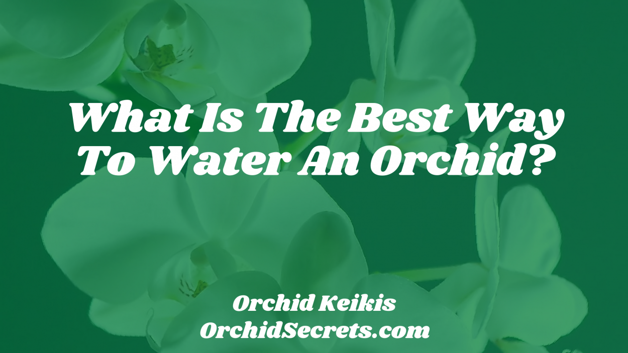 What Is The Best Way To Water An Orchid? — Orchid Secrets