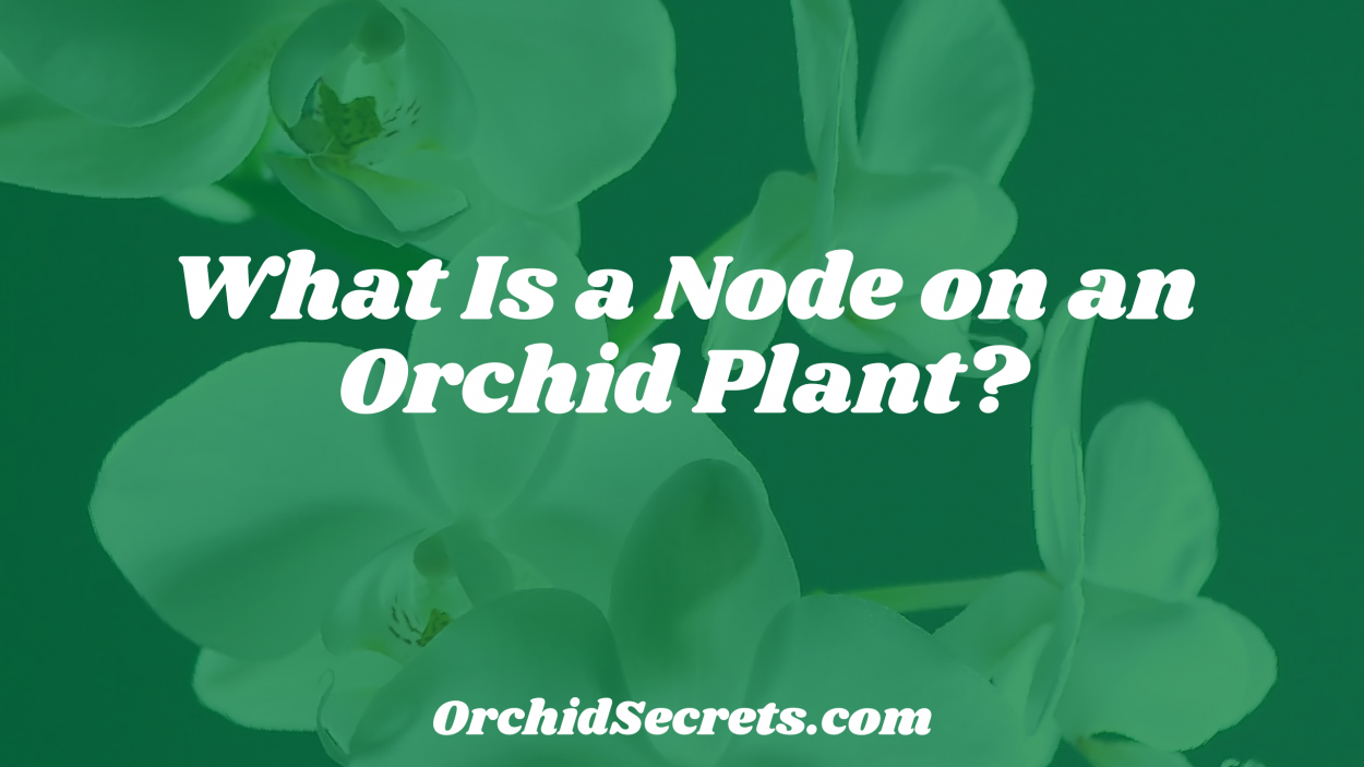 What Is a Node on an Orchid Plant? — Orchid Secrets