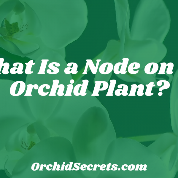 What Is a Node on an Orchid Plant? — Orchid Secrets