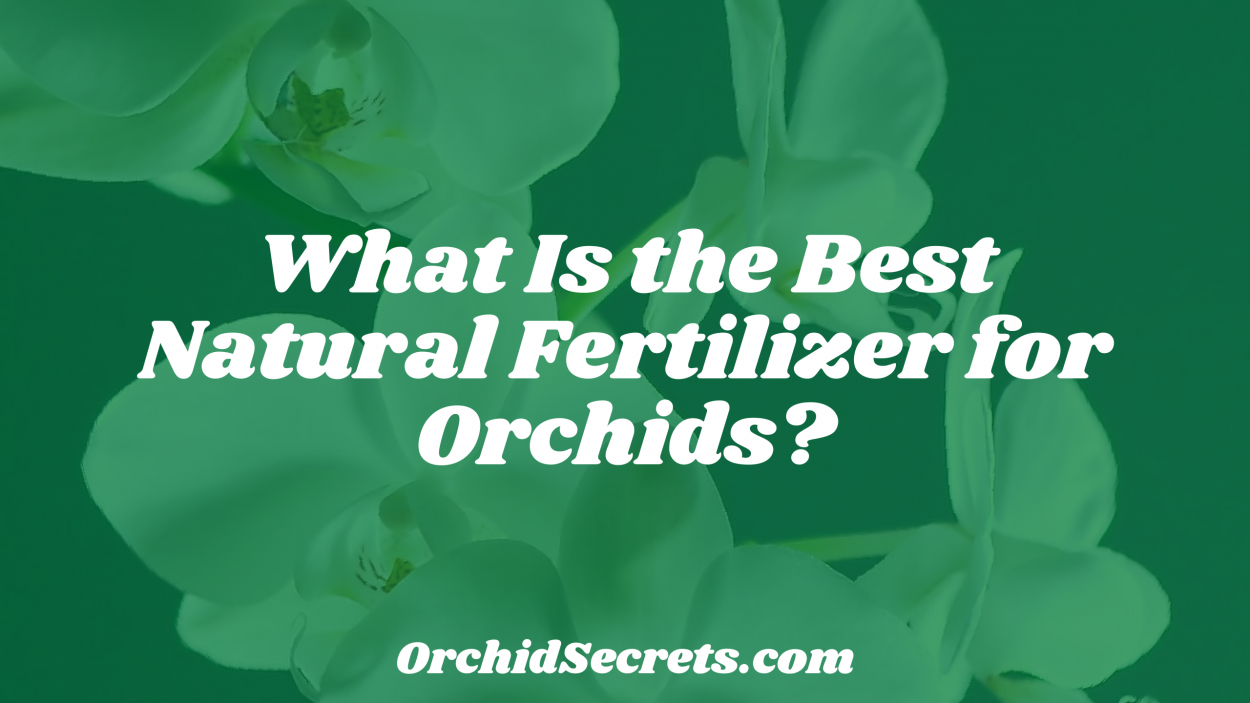 What Is the Best Natural Fertilizer for Orchids? — Orchid Secrets