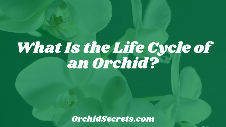 What Is the Life Cycle of an Orchid? — Orchid Secrets