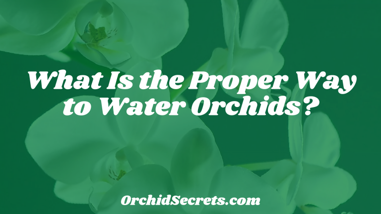 What Is the Proper Way to Water Orchids? — Orchid Secrets