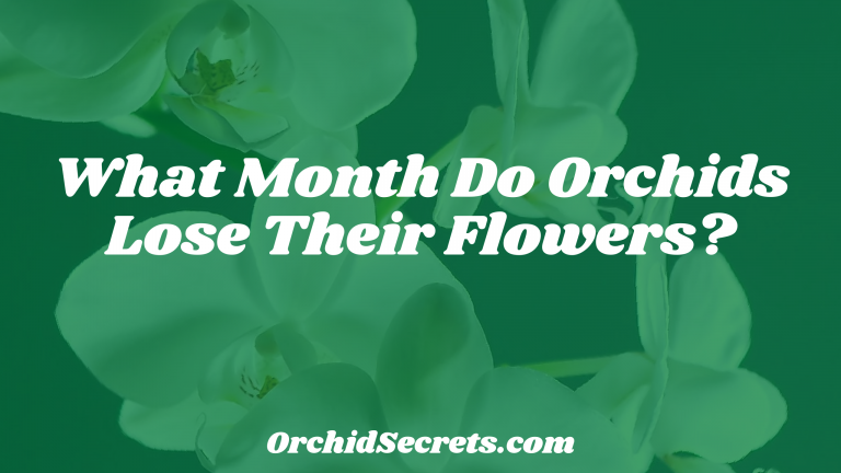 What Month Do Orchids Lose Their Flowers? — Orchid Secrets