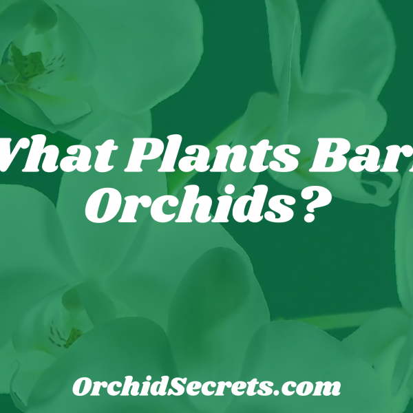 What Plants Bark Orchids? — Orchid Secrets