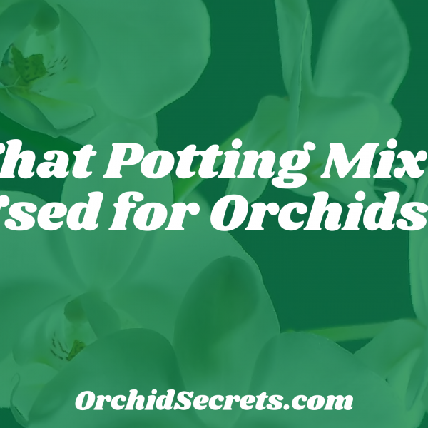 What Potting Mix Is Used for Orchids? — Orchid Secrets