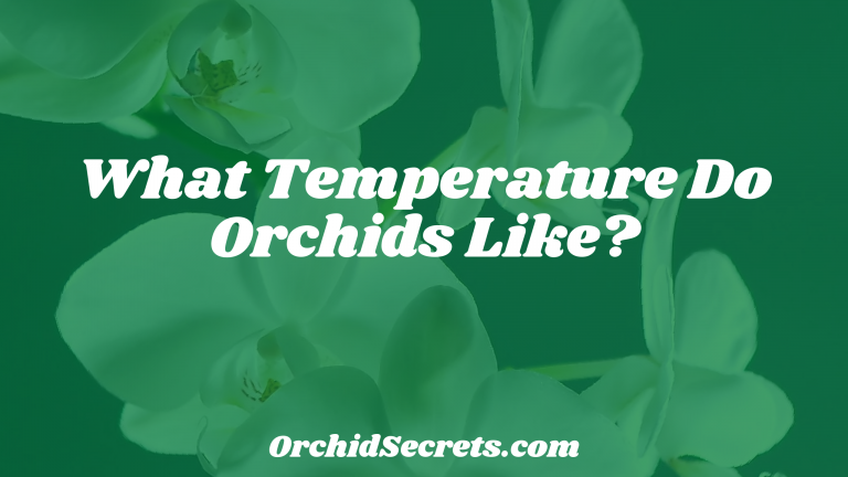 What Temperature Do Orchids Like? — Orchid Secrets