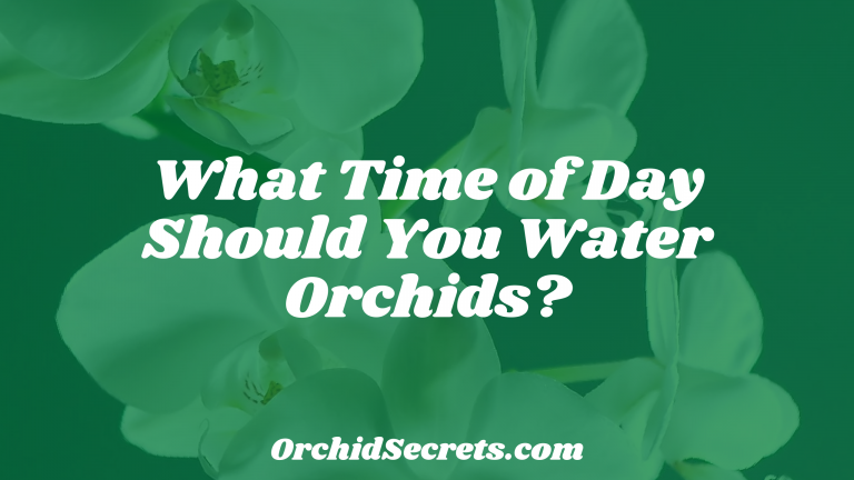 What Time of Day Should You Water Orchids? — Orchid Secrets
