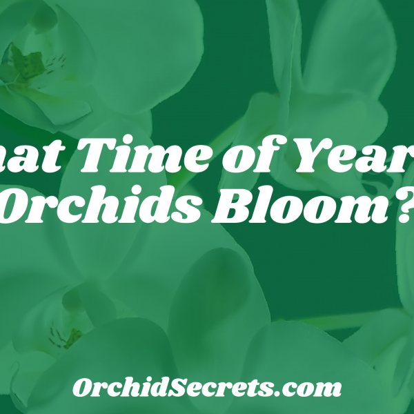 What Time of Year Do Orchids Bloom? — Orchid Secrets