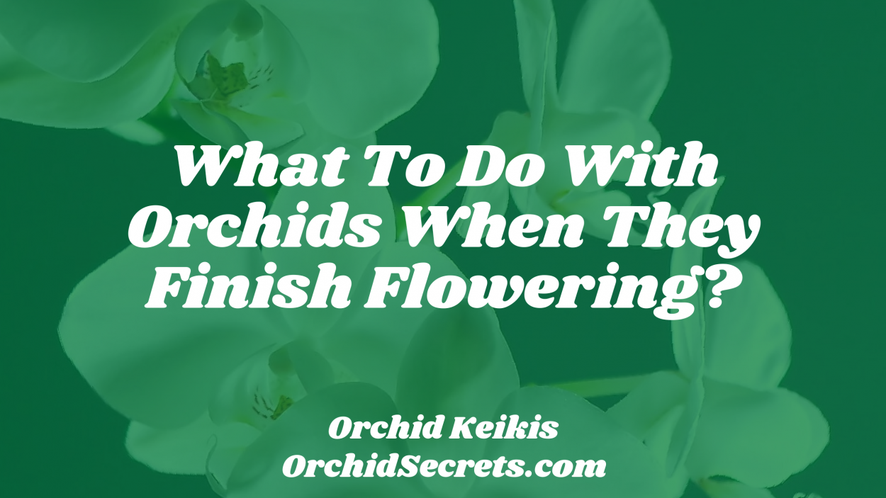 What To Do With Orchids When They Finish Flowering? — Orchid Secrets