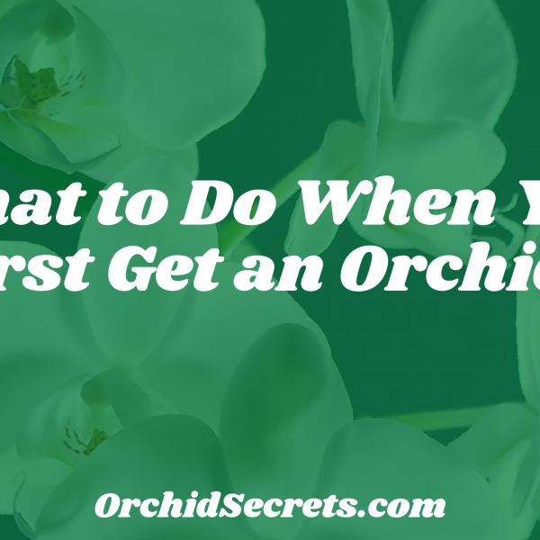What to Do When You First Get an Orchid? — Orchid Secrets